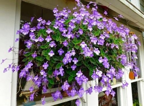 Нежная фиалка - стрептокарпелла ампельная. 01