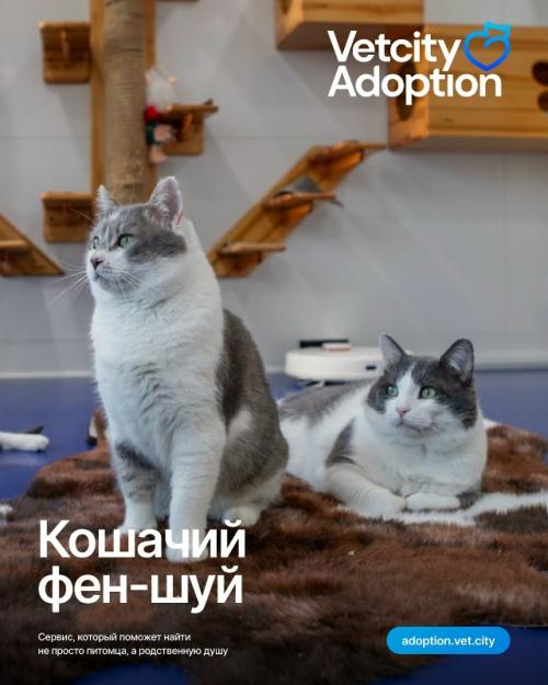 Вам кажется, что вы создали для кошки идеальный дом?  