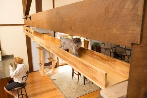 Дом, в котором есть место для кошек. 03