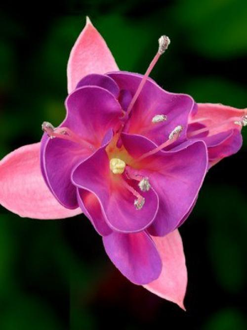 Комнатная фуксия - уход и выращивание? 08