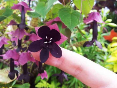 Родохитон?  Родохитон собой быстрорастущую многолетнюю лиану с удивительными соцветиями представляет. 05