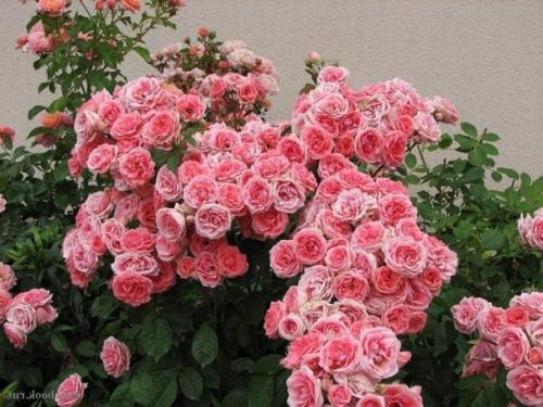 Как вырастить розы на балконе. 02