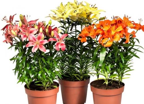Садовые лилии - как выращивать в комнатах? 08