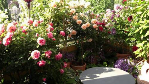 Как вырастить розы на балконе. 03