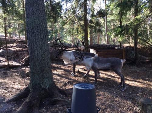 Побег в Финляндию: 10 причин поехать в Хельсинки на выходные. 05