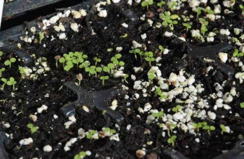 Родохитон?  Родохитон собой быстрорастущую многолетнюю лиану с удивительными соцветиями представляет. 02