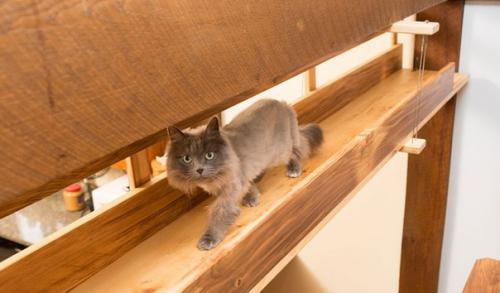 Дом, в котором есть место для кошек.