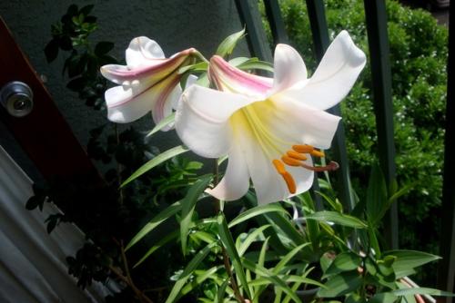 Садовые лилии - как выращивать в комнатах? 02