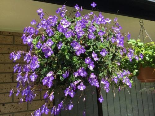 Нежная фиалка - стрептокарпелла ампельная. 04