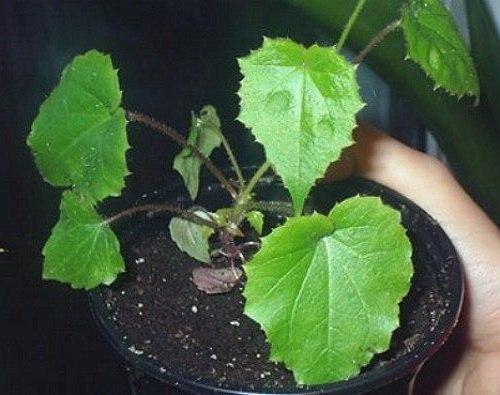 Родохитон?  Родохитон собой быстрорастущую многолетнюю лиану с удивительными соцветиями представляет. 04