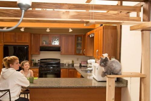 Дом, в котором есть место для кошек. 06