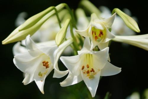 Садовые лилии - как выращивать в комнатах? 04