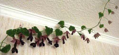 Родохитон?  Родохитон собой быстрорастущую многолетнюю лиану с удивительными соцветиями представляет. 08