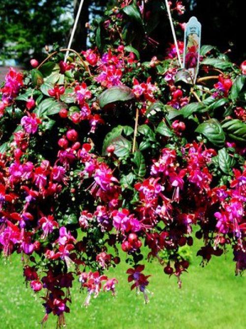 Комнатная фуксия - уход и выращивание? 04