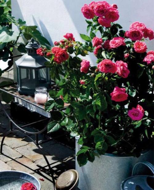 Как вырастить розы на балконе. 06