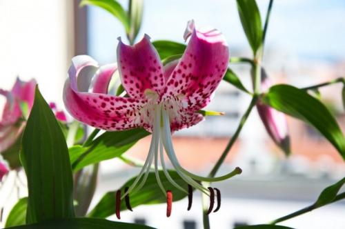 Садовые лилии - как выращивать в комнатах? 01