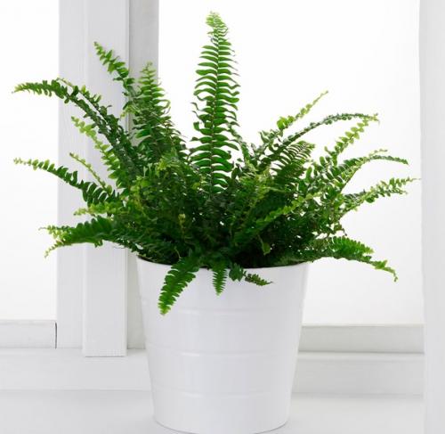 Папоротниковый целитель - нефролепис. 02 Папоротниковый целитель - нефролепис. 02