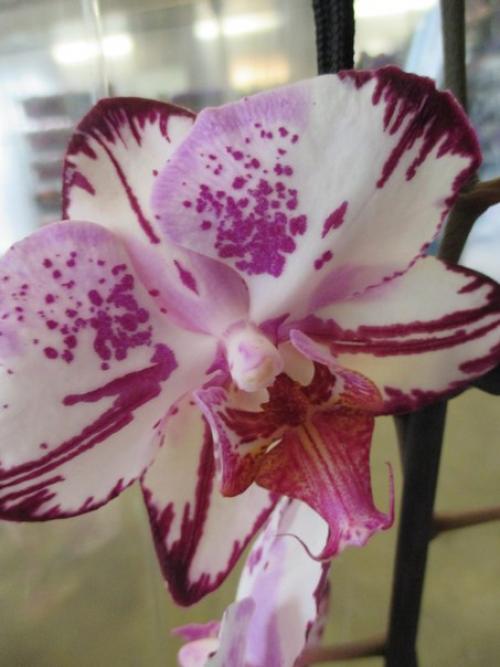 Как ухаживать за домашней орхидеей. 06