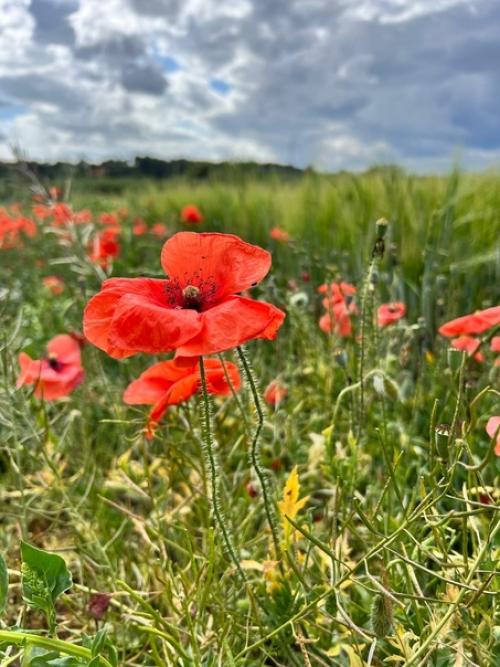 Замок Сальвадора дали и галы. 04