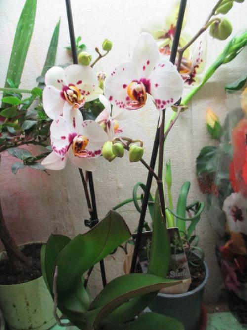 Как ухаживать за домашней орхидеей. 04