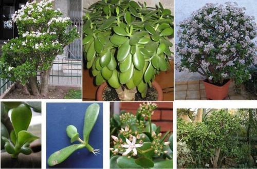 Как добиться цветения денежного дерева? 02