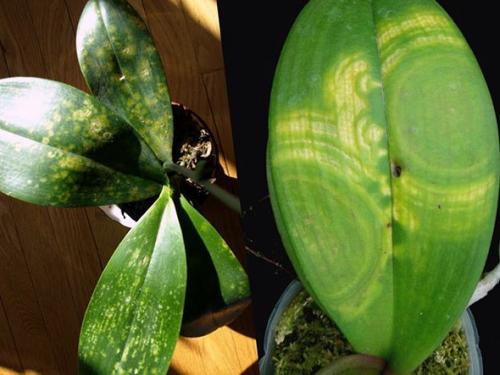 Как ухаживать за домашней орхидеей. 03