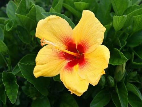 Гибискус: цветение.  В феврале заканчивается период покоя гибискуса и в марте у него уже могут появиться первые бутоны. 05