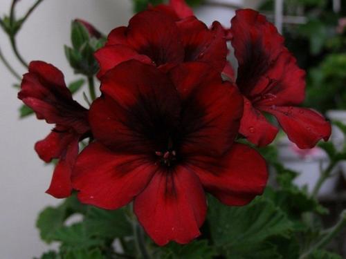 Герань - символ уюта и комфорта. 01