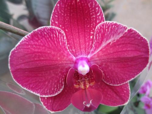 Как ухаживать за домашней орхидеей. 08