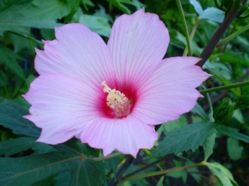 Гибискус: цветение.  В феврале заканчивается период покоя гибискуса и в марте у него уже могут появиться первые бутоны. 04