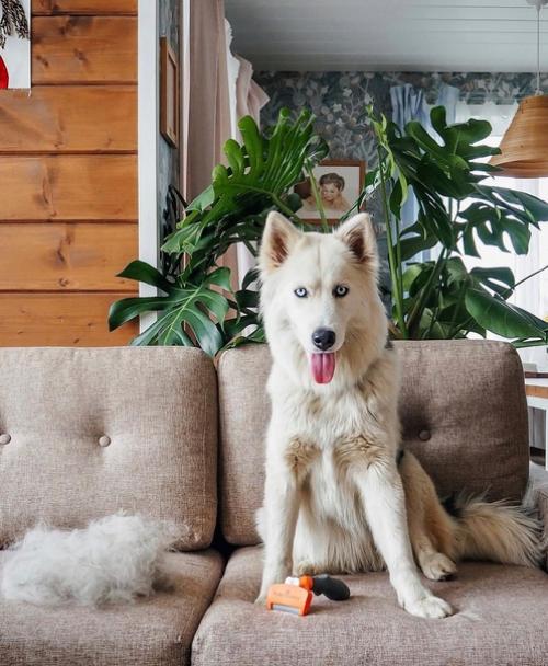 В гостях, в уютном загородном доме черничного цвета Иры Irapozdeeva, которая живет в нем со своим мужем, двумя детьми и собакой Ханной. 01