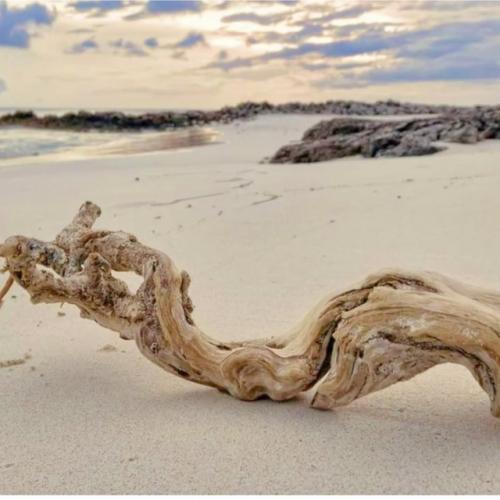 Диалог дерева и шнура. 

