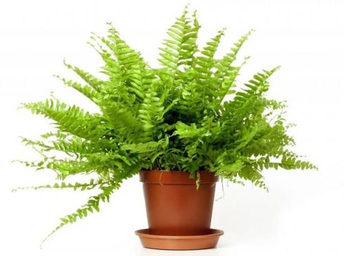 Папоротниковый целитель - нефролепис. 01 Папоротниковый целитель - нефролепис. 01