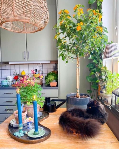 Интересный дом в Швеции с множеством растений и оригинальным декором. 01