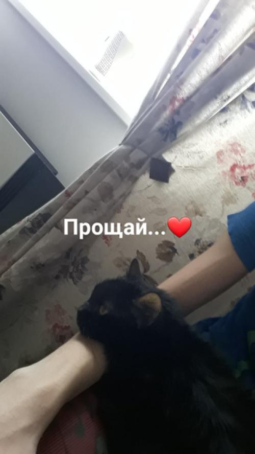 Безкота_добро. Два месяца назад у меня умерла кошка буча. 02