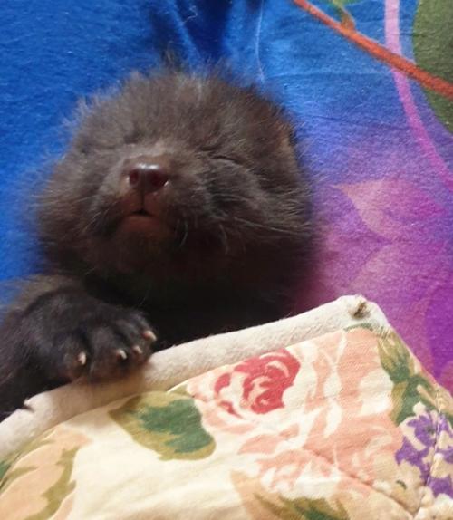 Лисята родились 16. 01