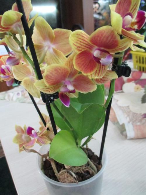 Как ухаживать за домашней орхидеей. 05