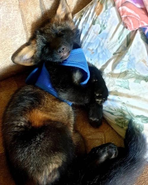 Лисята родились 16. 02