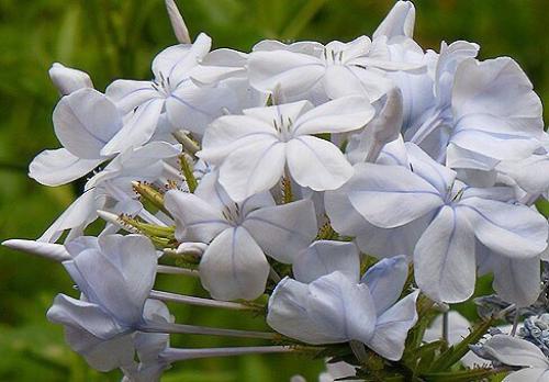 Плюмбаго.  Полезно@Fanflowers. 03