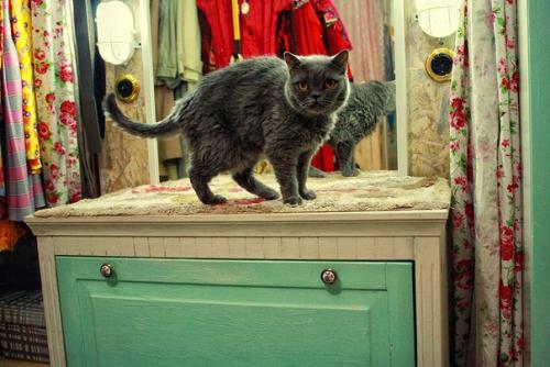 Как сделать крутой кошачий туалет? 03