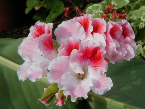 Герань - символ уюта и комфорта. 02