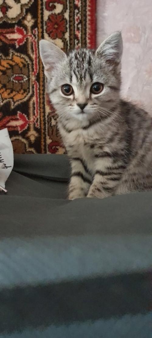 Безкота_добро. Два месяца назад у меня умерла кошка буча. 03