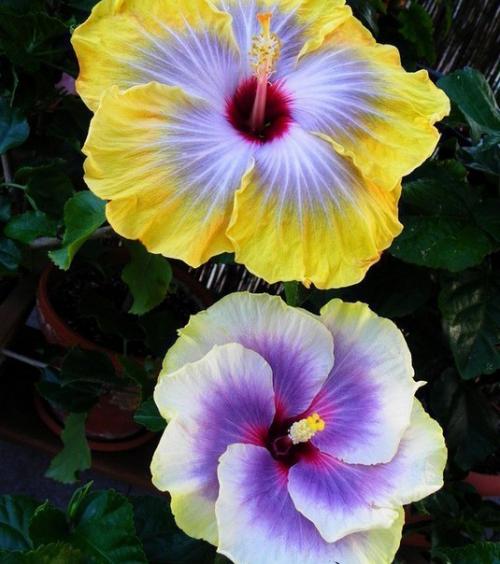 Гибискус: цветение.  В феврале заканчивается период покоя гибискуса и в марте у него уже могут появиться первые бутоны. 02