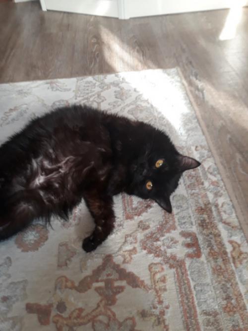 Безкота_добро. Два месяца назад у меня умерла кошка буча. 01