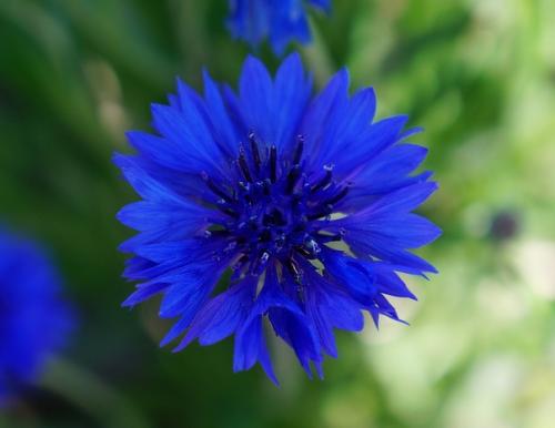 Мяч - пухляш Василёк в наличии! 01