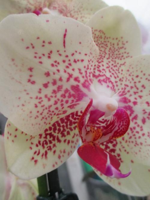 Как ухаживать за домашней орхидеей. 07