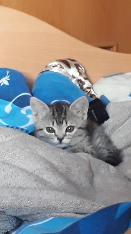 Безкота_добро. Два месяца назад у меня умерла кошка буча. 04