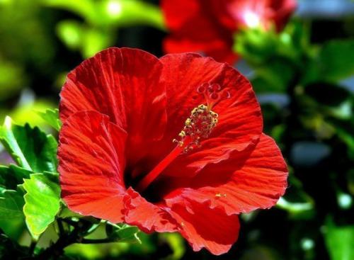 Гибискус: цветение.  В феврале заканчивается период покоя гибискуса и в марте у него уже могут появиться первые бутоны. 06