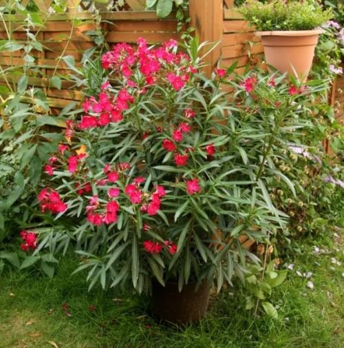 Вырастить олеандр в домашних условиях и ухаживать за ним - задача не из простых. 01