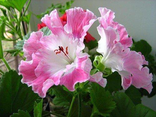 Герань - символ уюта и комфорта. 03